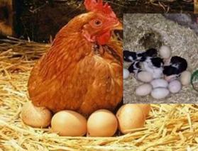 Yumurta sanıp kanatlarının altına aldı!