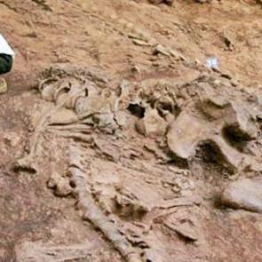 150 milyon yıl &ouml;nce yaşamış en b&uuml;y&uuml;k dinazor fosili