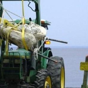 15 milyon yıllık balina kafatası bulundu