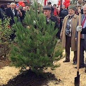180 ağacı kesti Dağıstan'da &ccedil;am dikti
