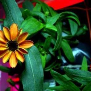 İlk kez g&ouml;r&uuml;c&uuml;ye &ccedil;ıktı!