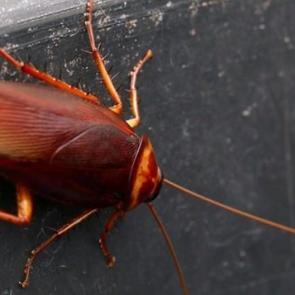 Hamam böceklerinden kurtulmanın doğal yolu