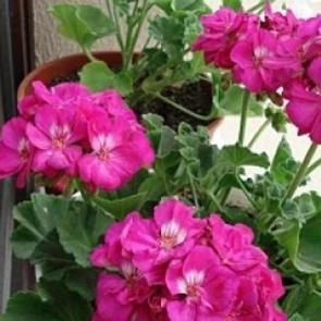 Saksınızın dibine 1 kaşık hardal koyarsanız...