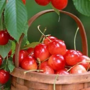 Bu besinler yaşlanmaya karşı!