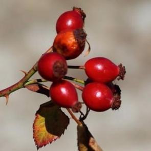 Bu sebze ve meyveler her derde deva