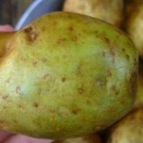 Patatesler böyle görünüyorsa hemen atın!