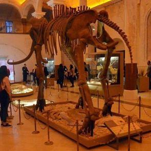 Erdoğan a&ccedil;mıştı: 2,5 milyon yıllık fosiller sergide