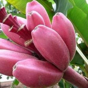 Ezber bozan meyve 'Red Dacca'