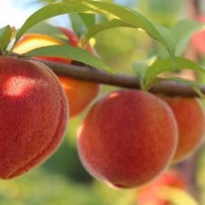 Kabuğundaki tehlikeye dikkat!