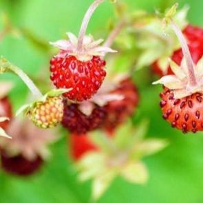 Çilek yaprağını bir gece ıslatarak bekletin...