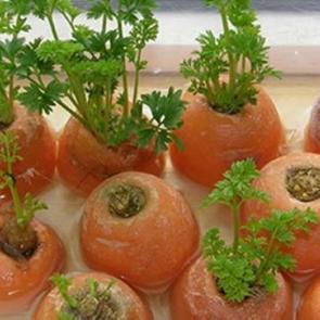 Kullanıldığında da büyümeye devam eden sebzeler