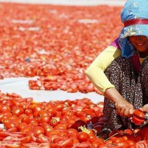 Ege'nin kurutulmuş domatesi dünya mutfağında