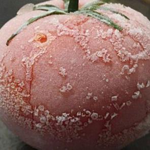 Donmuş domates çözününce ne olur?