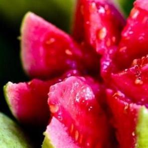 Kanserin düşmanı sadece orada üretiliyor!