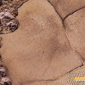 NASA, Pl&uuml;ton gezegenine iniş videosunu yayınladı!