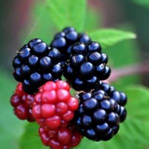 Kilo aldırmayan 12 yiyecek