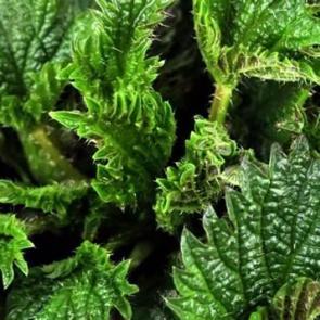 Aşırı susamayı engelliyor!