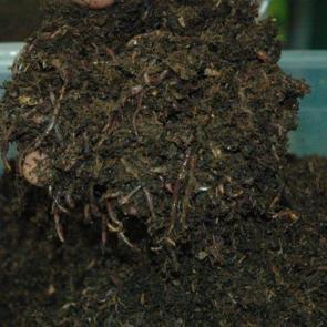 5 kilo g&uuml;bresini aldı, şimdi 3 milyon...