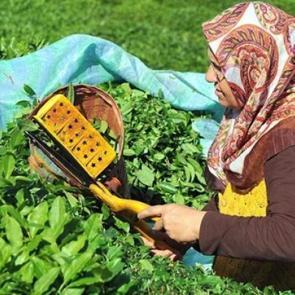 &Ccedil;ay &uuml;reticisine kilo başına 13 kuruş &ouml;denecek