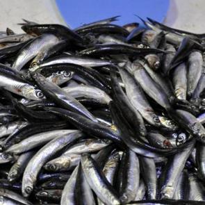 Ateşi d&uuml;şm&uuml;yor! Fiyatı 5 kat y&uuml;kseldi