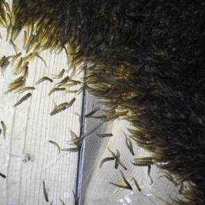 Denizi yok ama yılda 4,7 bin ton balık &uuml;retiliyor