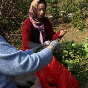 Dağlardan topladılar, 13 milyon lira kazandırdı
