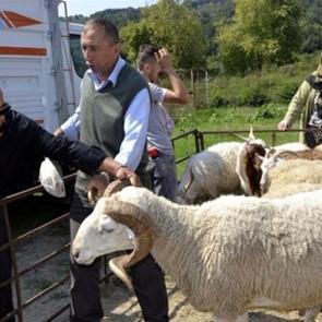 300 koyun+maaş heyecana yol a&ccedil;tı! Aileler...