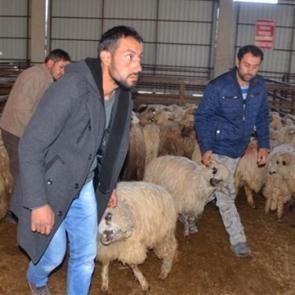 K&ouml;y&uuml;ne geri d&ouml;nene 300 koyun+maaş