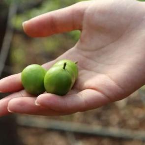 İlk erik &ccedil;ıktı, fiyatı dudak u&ccedil;uklatıyor!