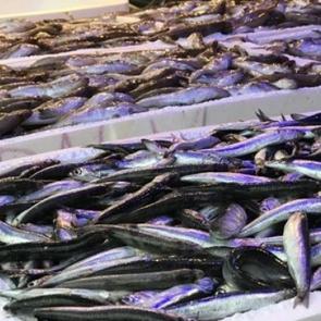 Bu da sahte hamsi! Kilosu 10 TL