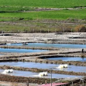 Pamuk para etmeyince balık ektiler! 