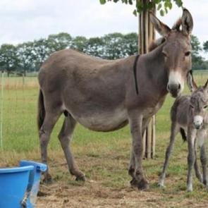 Resmen y&uuml;r&uuml;rl&uuml;kte! Artık zorunlu