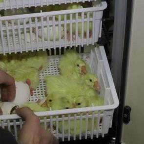 Evini satıp bu işe girdi! Şimdi ise...