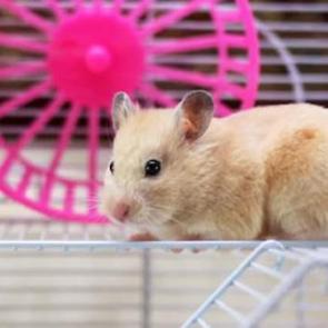 Evde hangi hayvan beslenmez?