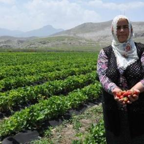 Patatesi bıraktı, g&uuml;nde bin 500 lira kazanıyor