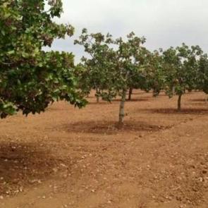 Devlet desteğiyle 'fıstık' gibi yatırım!