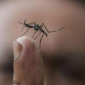 Dang Humması nedir? Dang Humman belirtileri nelerdir? Dang Humman nasıl bulaşır ve &ouml;ld&uuml;r&uuml;r m&uuml;?