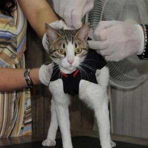 Niğde&rsquo;de &uuml;retti, Dubai&rsquo;ye satıyor