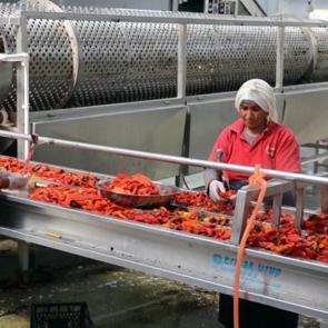 Ağrı Dağı'ndan Avrupa'ya g&ouml;nderiliyor