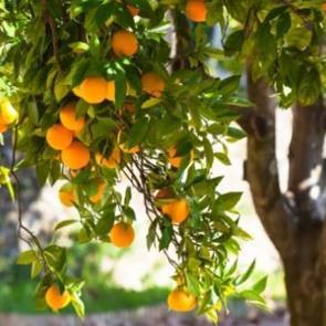 Frutaryen beslenme nedir?