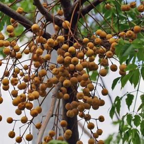 Tesbih ağacı yağının sa&ccedil;a faydaları nelerdir? Nasıl kullanılır?