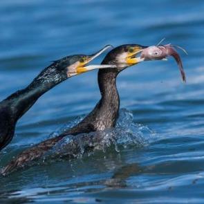 Gaziantep semalarında görülen kuş türleri