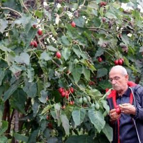 Almanya'da saksıda g&ouml;rd&uuml;, T&uuml;rkiye'de para basıyor!