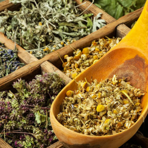 Kilo verdiren şifalı otlar neler?