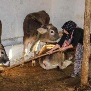 İstanbul'dan k&ouml;y&uuml;ne d&ouml;n&uuml;p işinin patronu oldu