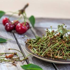 Prof Dr. İbrahim Sara&ccedil;oğlu'ndan kiraz sapı ile zayıflama y&ouml;ntemi