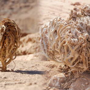 Meryem Ana otu hamilelikte nasıl kullanılır? Meryem Ana Otunun şaşırtıcı faydaları