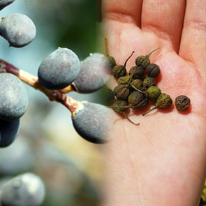 Kilo verdiren mucize tohum! Acı &ccedil;ehre tohumu nedir, ne işe yarar?