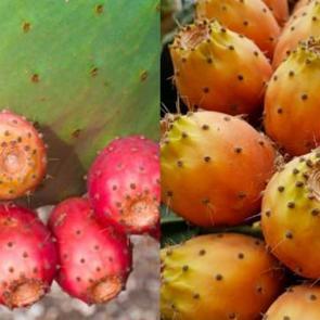 Dikenli incirin faydaları: Bir anda pop&uuml;ler oldu! Tek seferde 2-3 taneden fazla yerseniz...