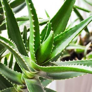 Aloe Vera nedir? Cilde faydaları nelerdir? Aloe Vera cilde nasıl s&uuml;r&uuml;l&uuml;r?